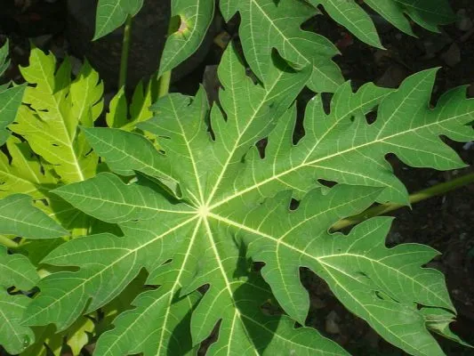 Makanan yang Bisa Menambah ASI